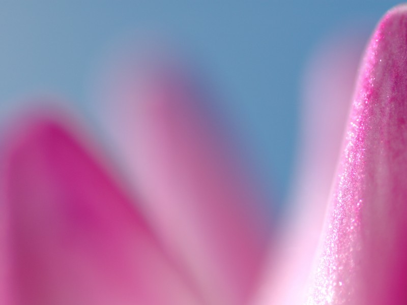 pink flowers background. Free Windows Desktop Wallpaper