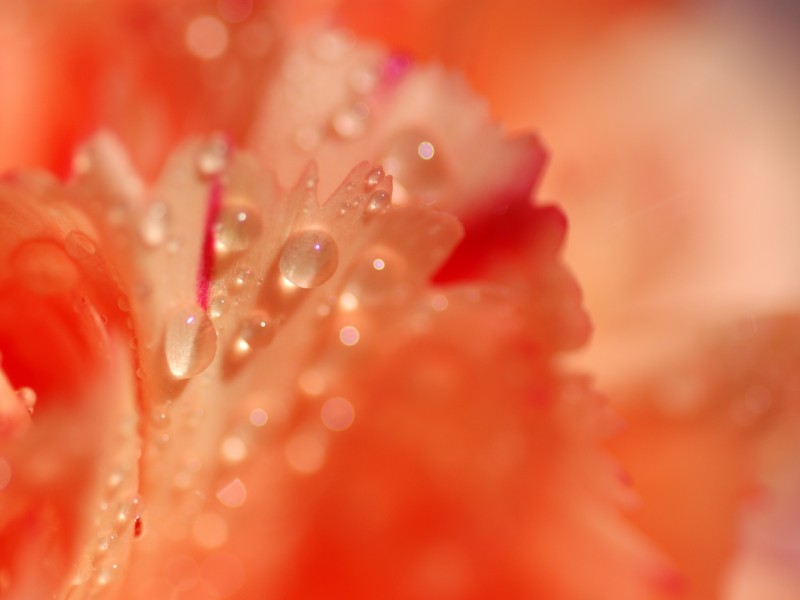 http://freewallpaper.fuzzup.net/best/free/desktop/wallpapers/images/photos/wallpaper/pictures/800-x-600/orange_background_with_orange_and_pink_flower_petals_and_water_droplets_macro_close_up_800_x_600.jpg